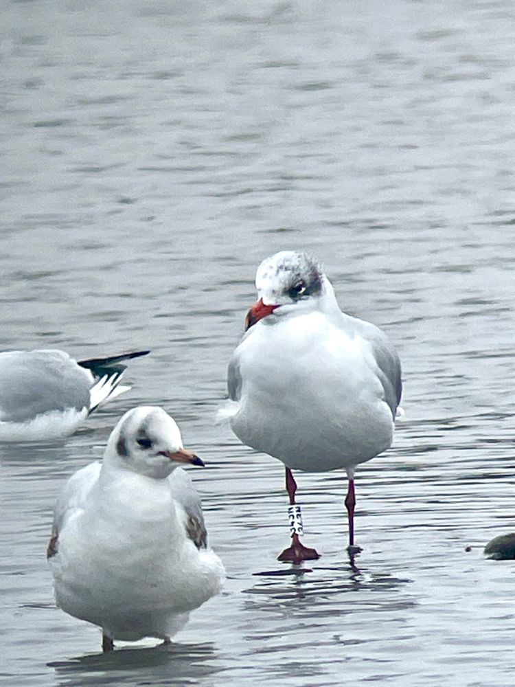 Mediterranean gull white 343N