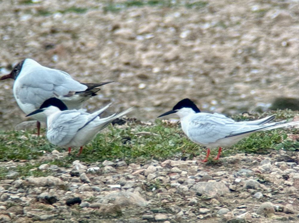 2 of 3 Roseate Tern
