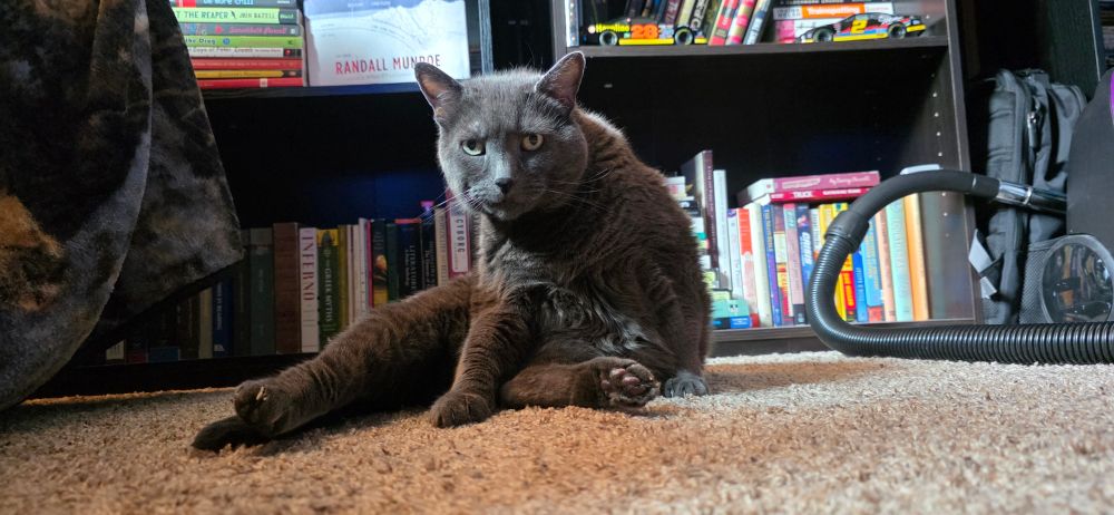 A Grey cat takes a break from cleaning himself to make eye contact 
