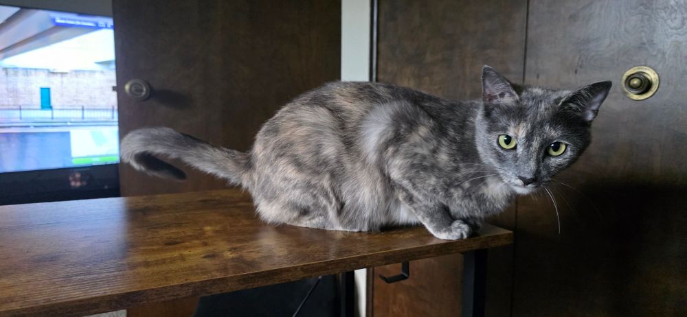 A blue tortie getting very close to stealing food