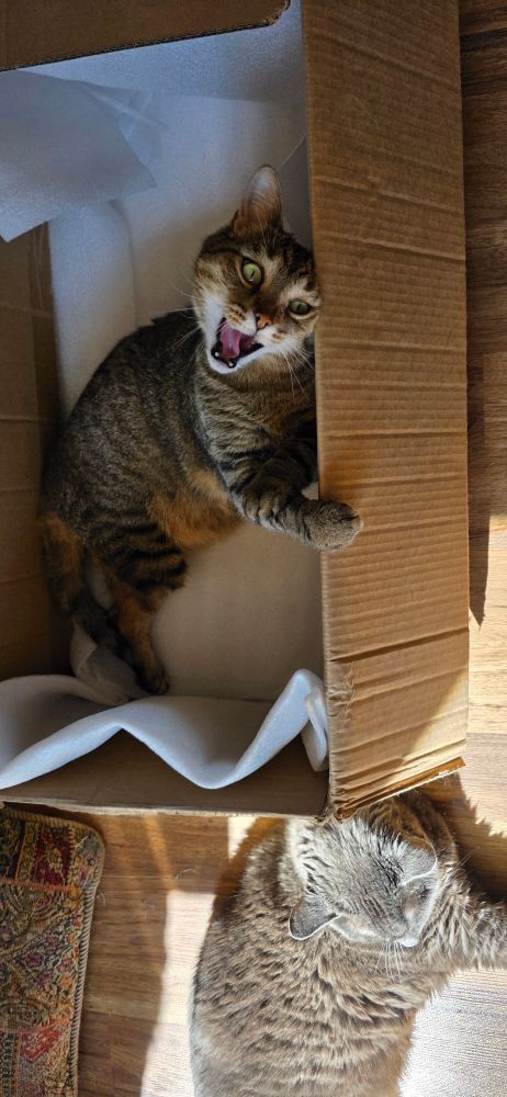 A three legged tabby has a whale of a time enjoying her box while her older brother Grey cat just enjoys the sunshine 