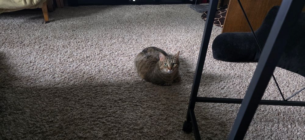 A tabby just about as small as possible wanting to take food