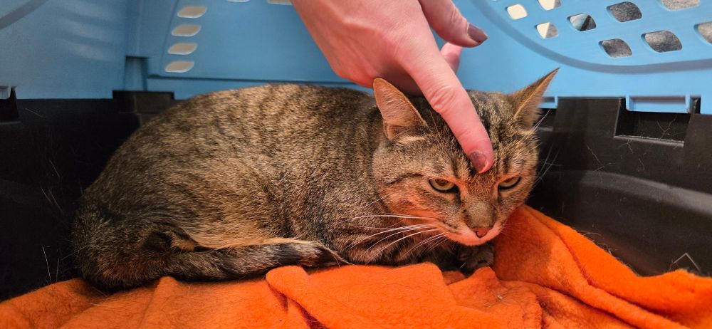 A very upset tabby