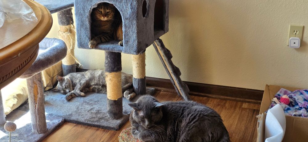3 cats enjoying sleeping through a morning