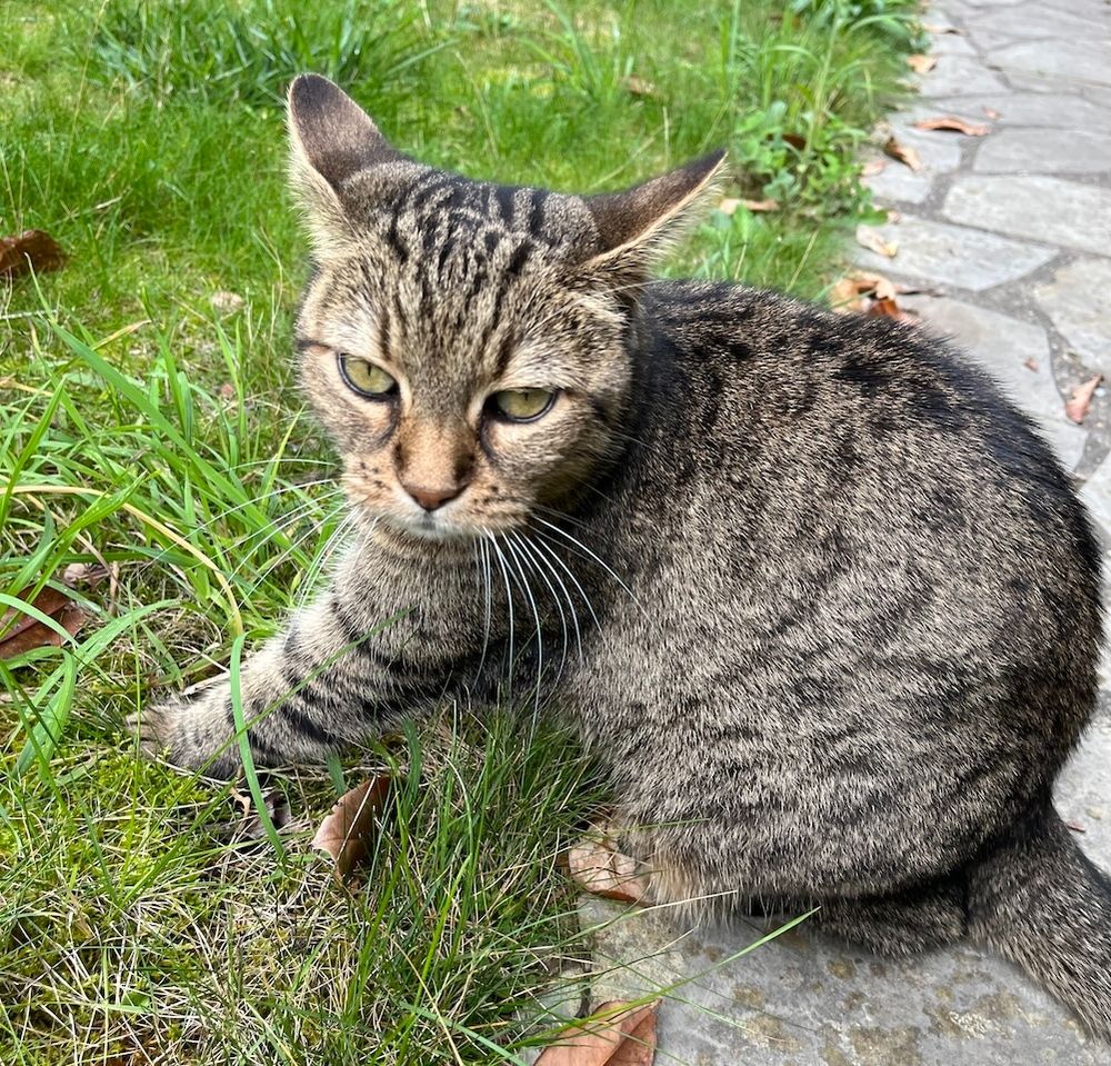 Brown tabby cat on the edge of my walkway looking annoying at me as I interrupted her grass eating.