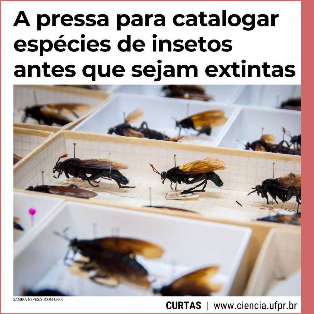 Cartão onde se vê uma foto com uma série de insetos reunidos em uma coleção do Diptera Lab, laboratório de pesquisa de dípteros (moscas e mosquitos) na Universidade Federal do Paraná (UFPR). Sobre o cartão, está a chamada: "A pressa para catalogar espécies de insetos antes que sejam extintas", que trata da segunda edição do livro Insetos do Brasil, da Editora Inap. Abaixo, o nome da seção Curtas e o site da Ciência UFPR (www.ciencia.ufpr.br).
