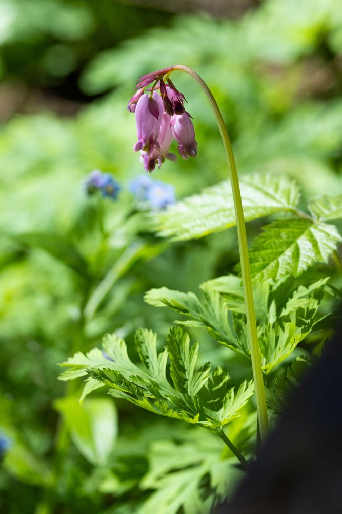 Pink heart shaped flowers on green leaves 