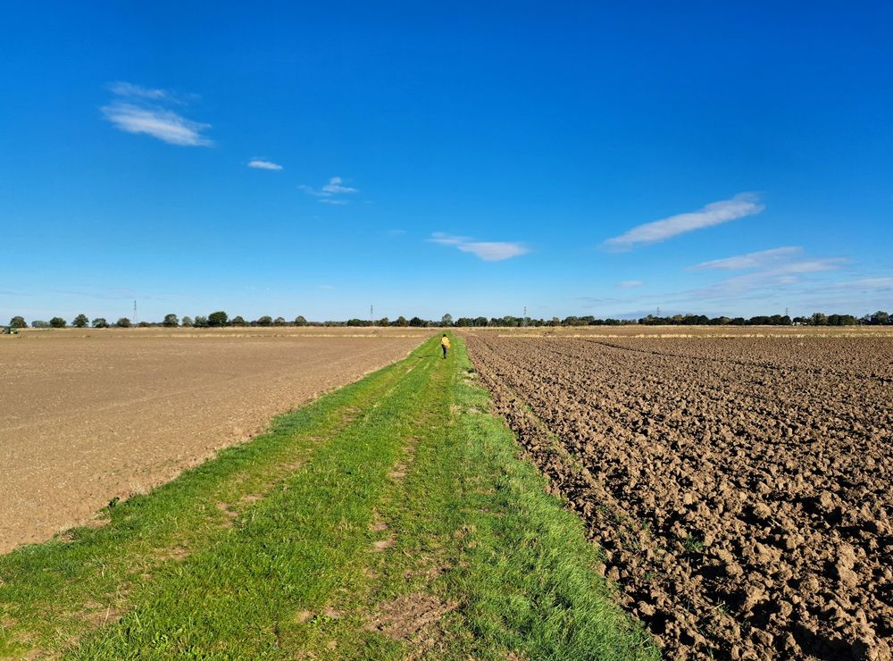 Fenland fields with grass covered drove leading to a vanishing point on the distant flat horizon 
