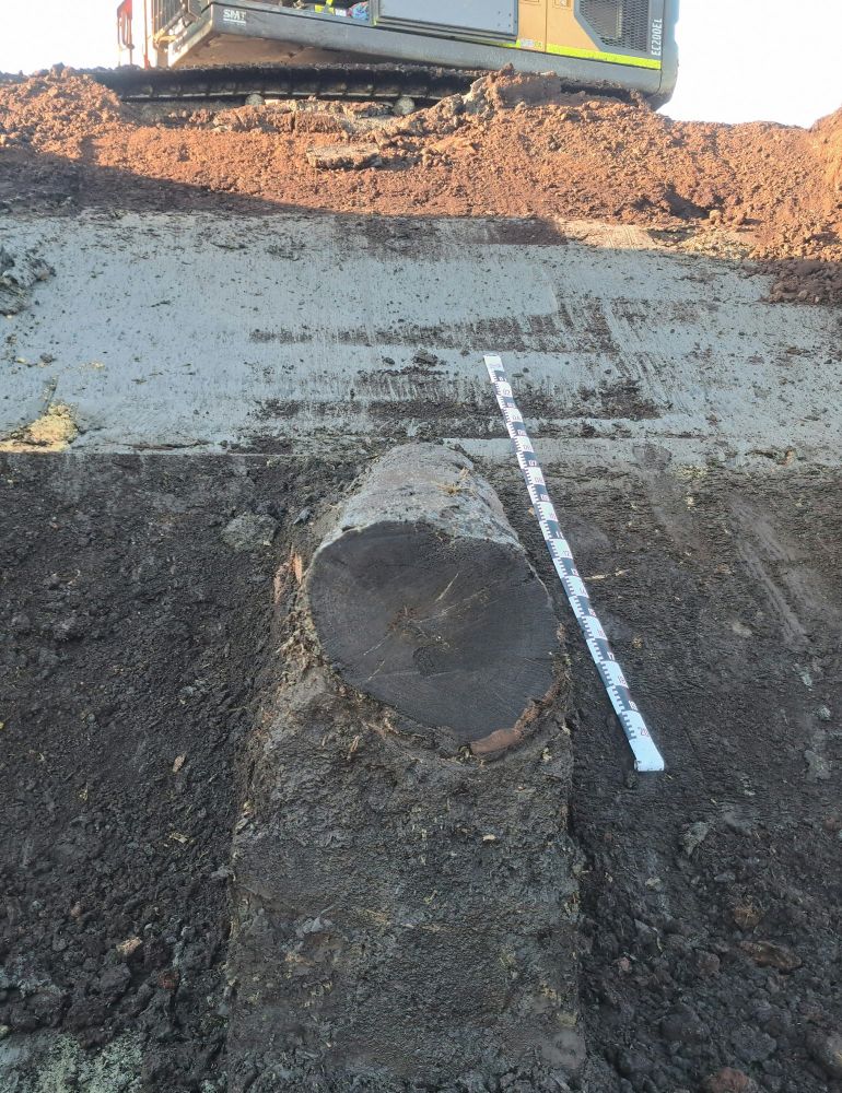 End cross-section through a bog oak in a deep section of Holocene sediment: lower peat, fen clay and upper peat.