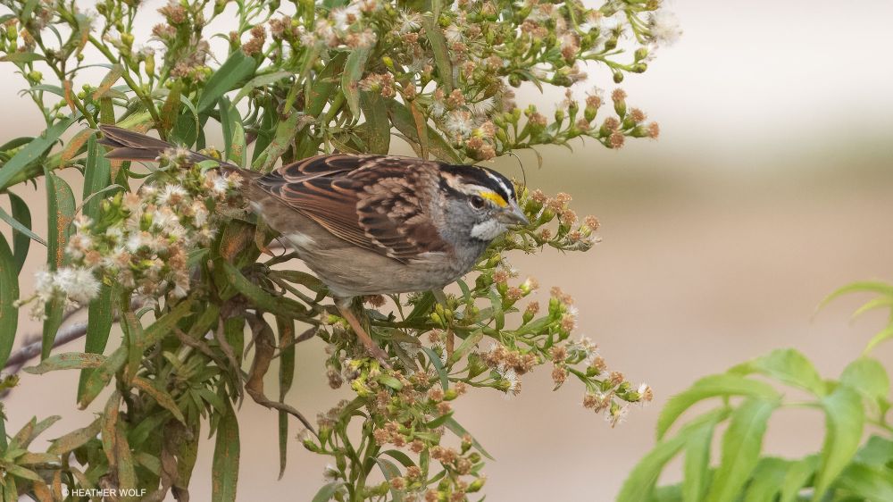 White-throated Sparrow, Brooklyn Bridge Park Pier 3