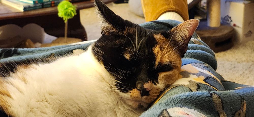 A calico cat sleeping on someone's lap.