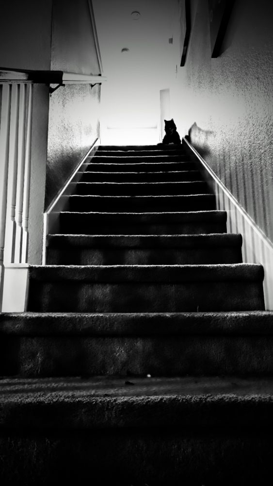 A mostly black cat waits at the top of an ominous stair case. Black and white photo.