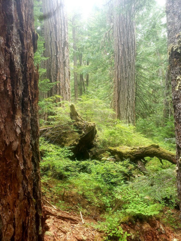 PNW forest near a creek with older, fairly huge Doug fir tree trunks in the foreground and distance, ground covered in lush foliage, duff and rotted wood, fallen wood and a giant root ball with baby trees growing on it too in the center of the picture 
