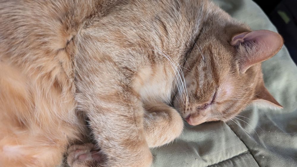 Orange cat curled up asleep 
