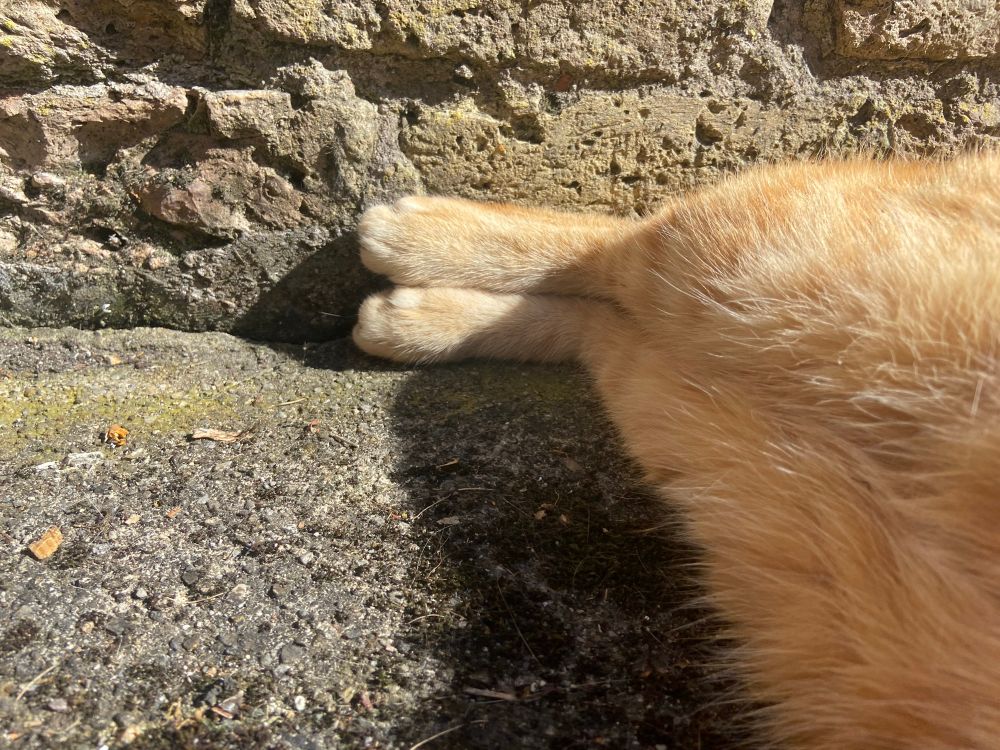 A ginger cat - just his lower belly and back legs in frame - lies on his side in the sun with his feet against a brick wall. The perspective of the shot makes his thighs look large and his feet, daintily placed together, tiny. 
