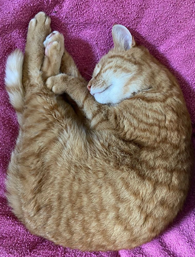 A ginger cat lies curled up fast asleep on a bright pink blanket. His four paws are together and his lil chin is slightly upturned. He is adorable. 