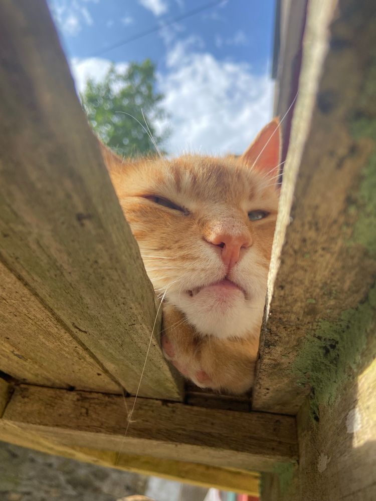A ginger cat is seen from below a wooden garden table, where a missing slat allows him to rest his chin. 