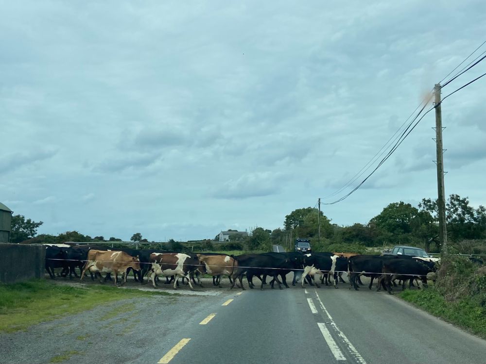 A herd of cows crosses from one side of their farm to the other. Their path happens to cross the main road. The main road being a narrowish county road through the beautiful scenery of The Burren, Co Clare. 