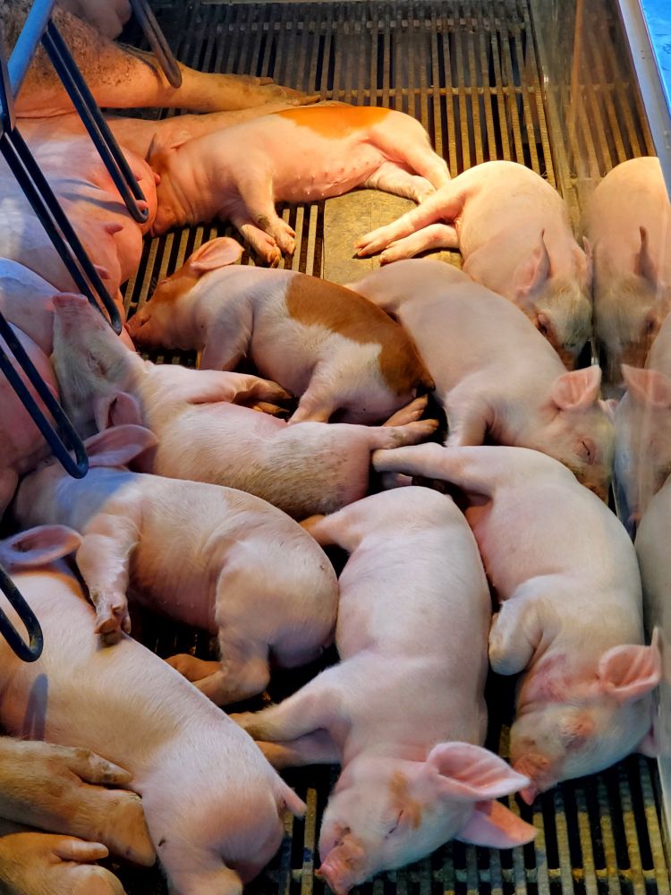 Nine mostly pink piglets asleep lying on their sides next to their mother in a metal stall under heat lamps.