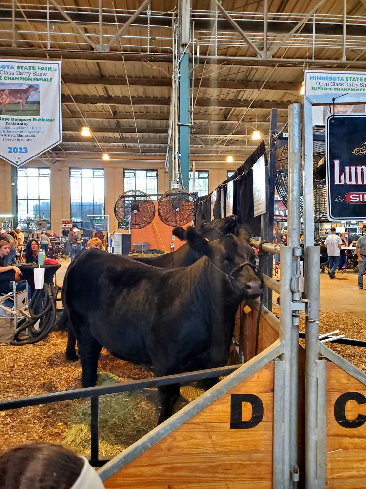 A black cow standing alertly in a hay-filled stall in the cattle barn.
