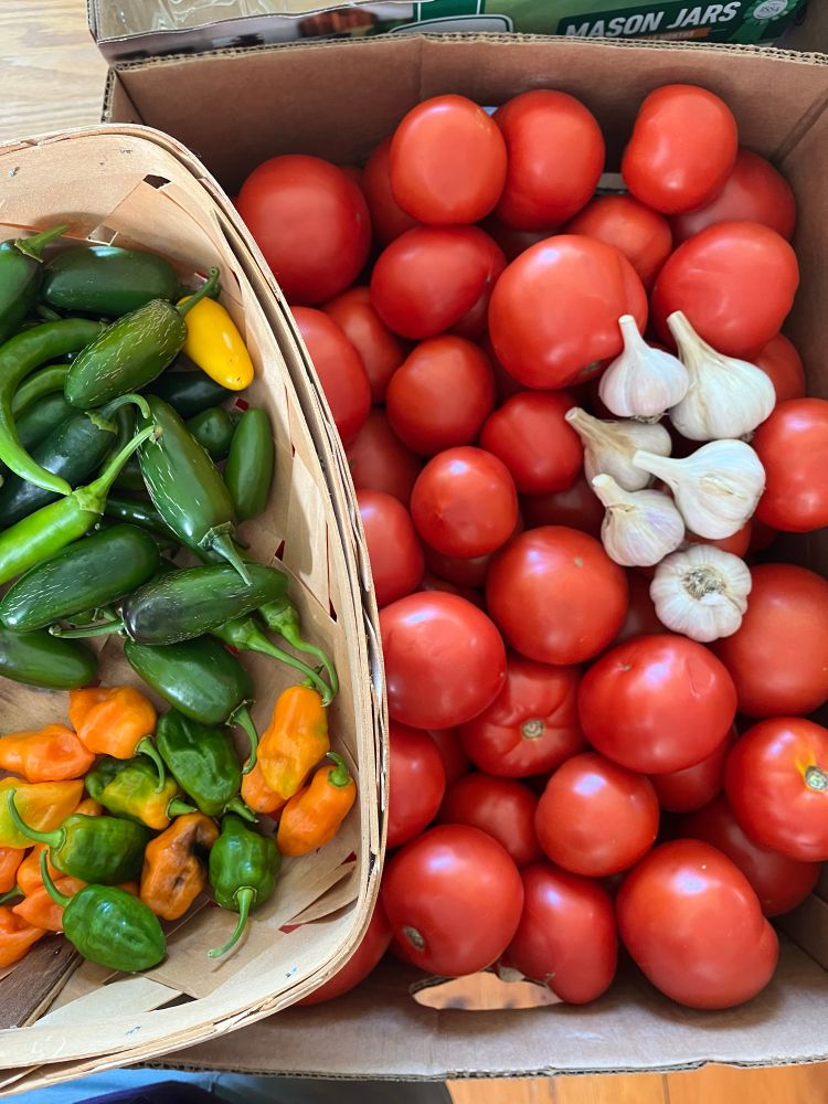 A photo of tomatoes with 6 heads of garlic piled on them and a basket of jalapeños and habaneros sitting on top of the tomatoes on the left side.