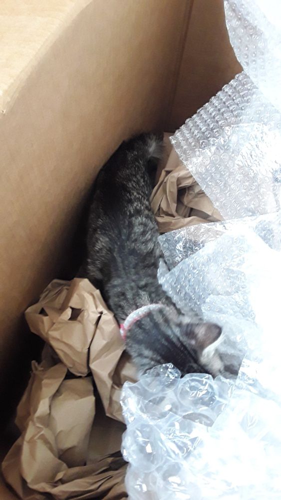 Gray tabby in a large box filled with packing paper and bubble wrap that was being removed