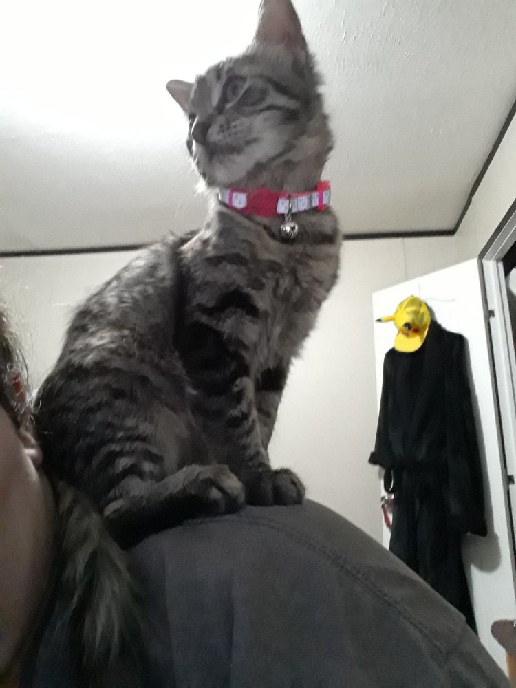 Silver, now with a Hi-Vis pet collar, sitting on her owner's shoulder