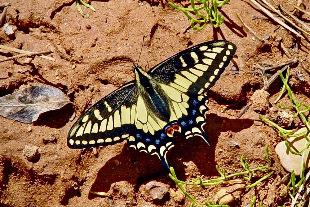 A beautiful Anise Swallowtail seen in Bears Ears National Monument. #InsectThursday #Butterflies #ColoraDay #YellowThu #photobyraykenny #thelittlethings