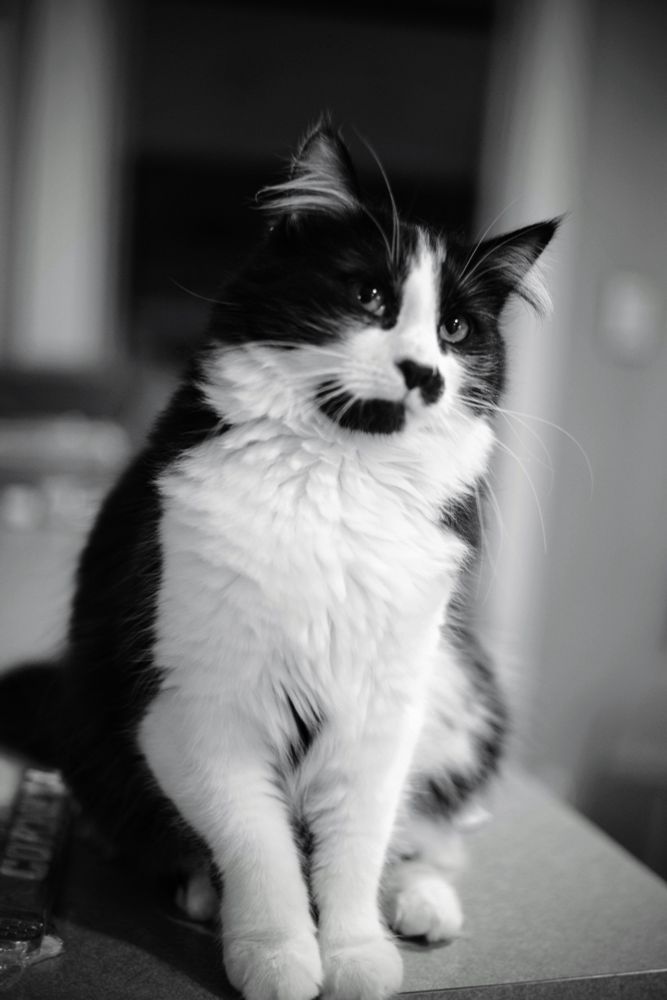 Winsome expression on the face of a seated black and white long haired teenage cat.