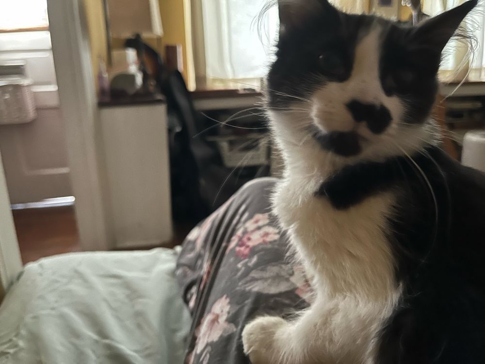 Small black and white kitten in a house