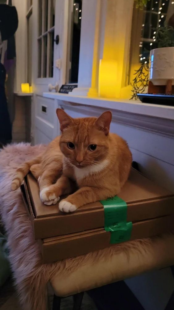 Orange cat lies on pizza. 