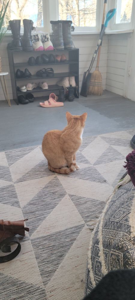 An orange cat sitting very catlike