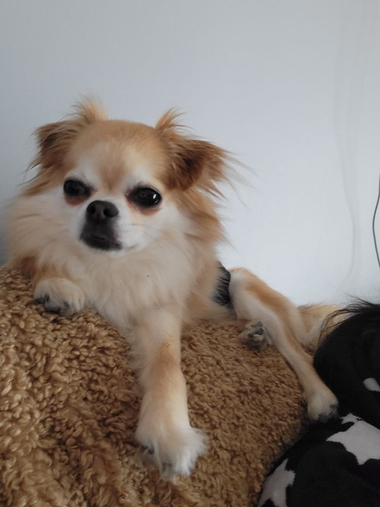 Giles the dog