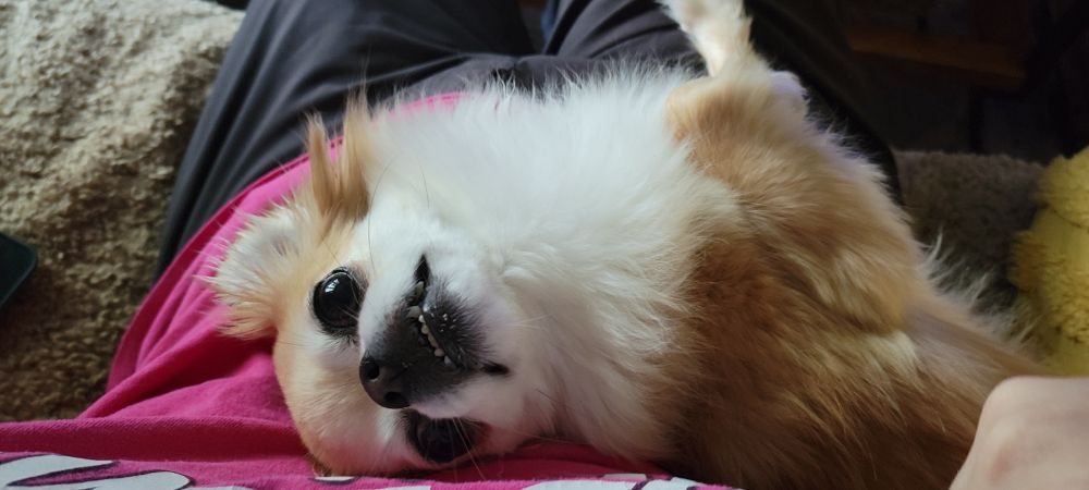 Giles the dog