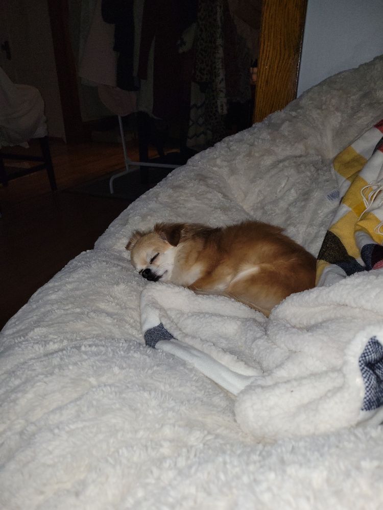 Sleepy Giles the dog