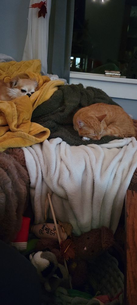 Giles The Dog and Luna P Fuzzbutt curled up on a pile of blankets and pillowa