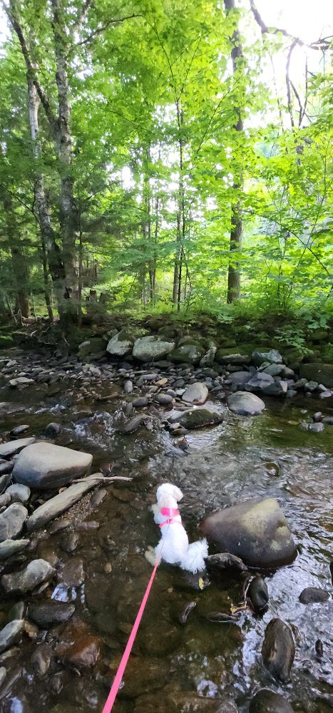 Poodle sitting in a stream.
