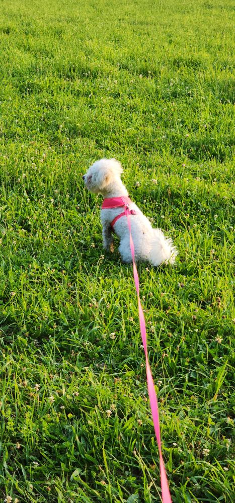 Poodle on grass in golden liglight. Poodle is all mud from the chest down.