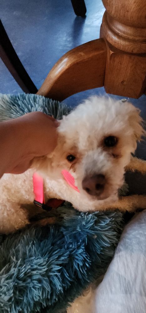Black eye bags make poodle look dirty but I scrub those! I swear!