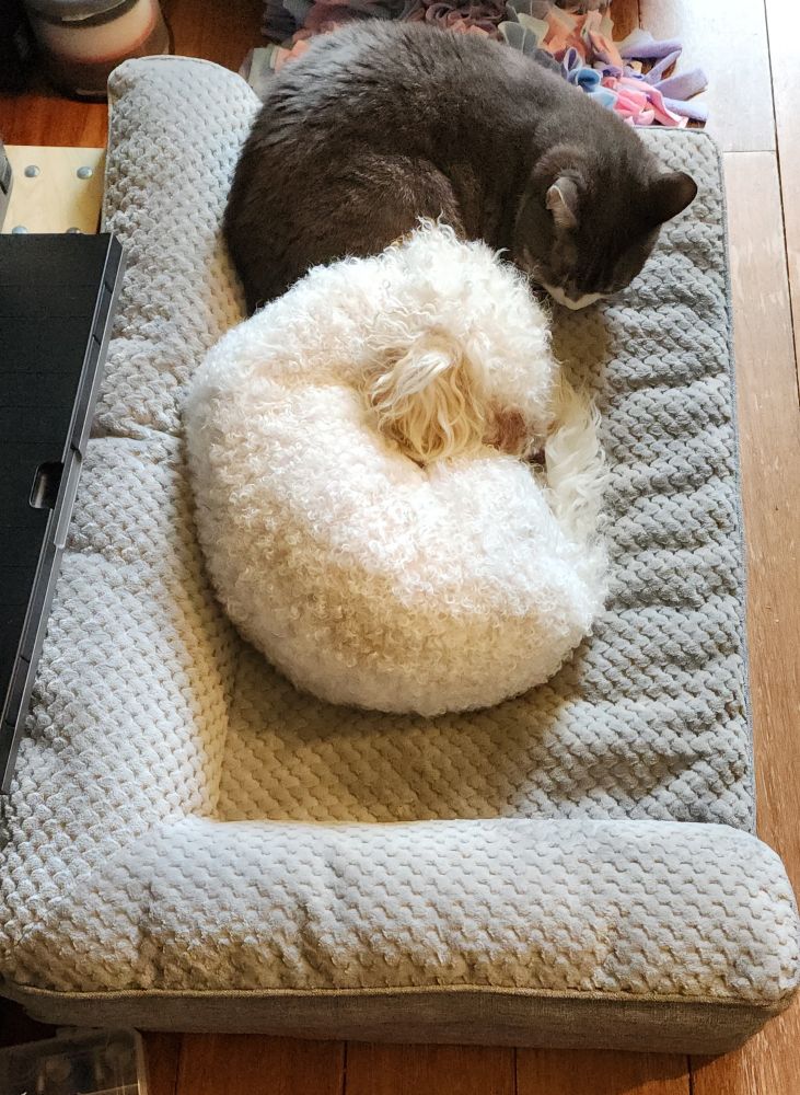Cat is forcing dog to cuddle