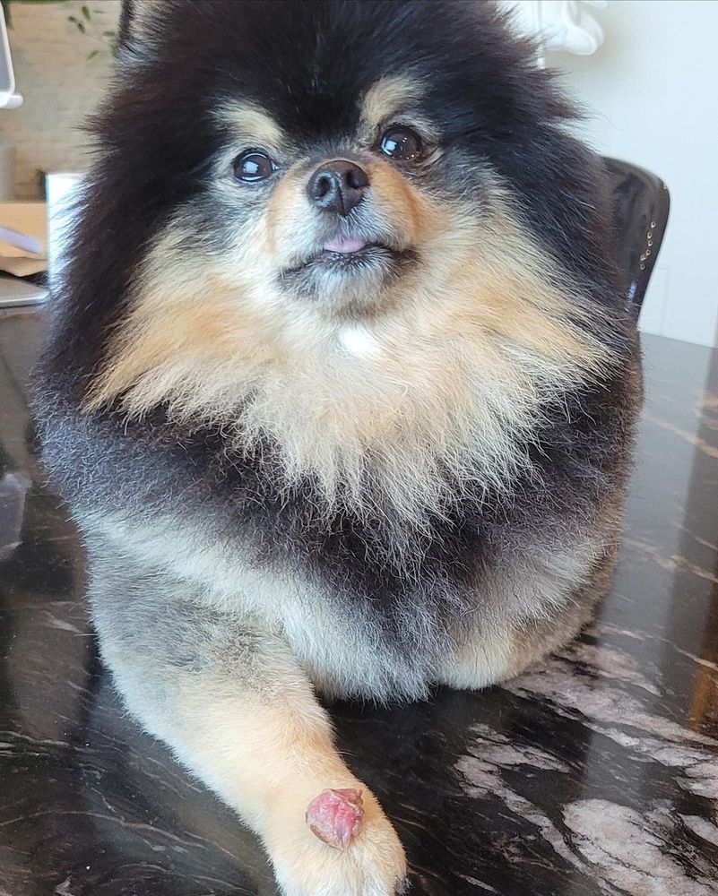 Yeontan looking up at someone as he's patiently balancing a treat on the back on his paw. He does a little blep