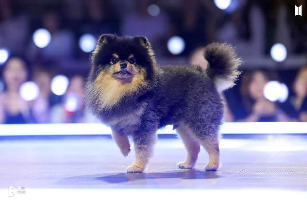 Yeontan on stage. He's brushed to perfection and is lifting up one paw while looking directly at the camera. Armybams can be seen in the background