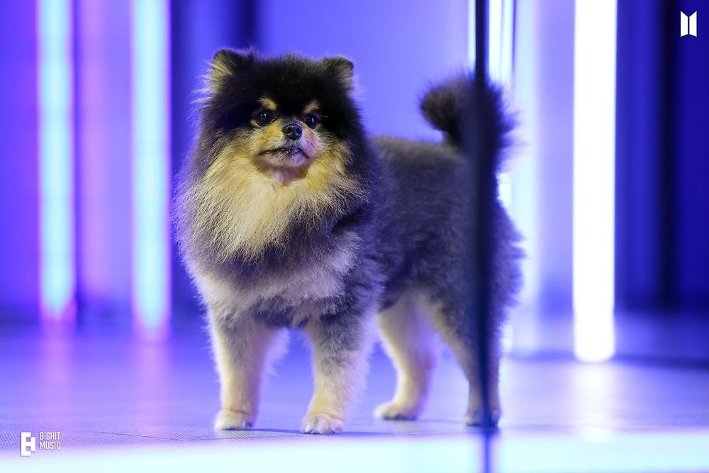 Yeontan on stage, looking regal. The light in the background is purple