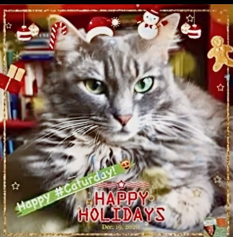 Gray medium haired cat with Happy Holidays