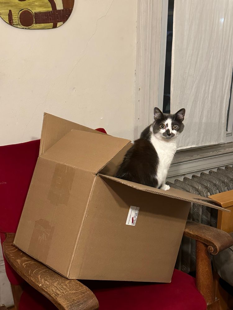 A dark grey and white cat is climbing out of a large cardboard box that is set askew on a rocking chair. He is looking over his right shoulder at the camera. If you used a lot of imagination, it might have a slight resemblance to Jean-Léon Gérôme’s painting “La Vérité sortant du puits armée de son martinet pour châtier l'humanité” (English: Truth coming from the well armed with her whip to chastise humanity).