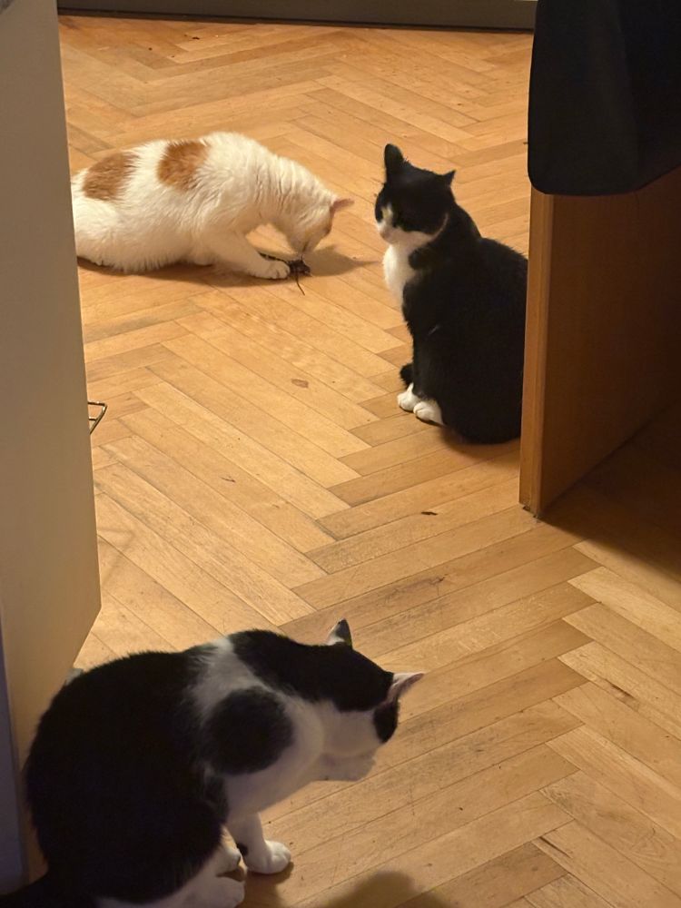 Im Hintergrund der weiß-Rote Kater Knirps, unter den Pfoten schaut ein Mäuseschwanz hervor und er hat seinen Kopf nach unten gebeugt und leckt. Die schwarz-weißen jungen Katerchen beobachten ihn, auf dem Bild im Vordergrund hintereinander