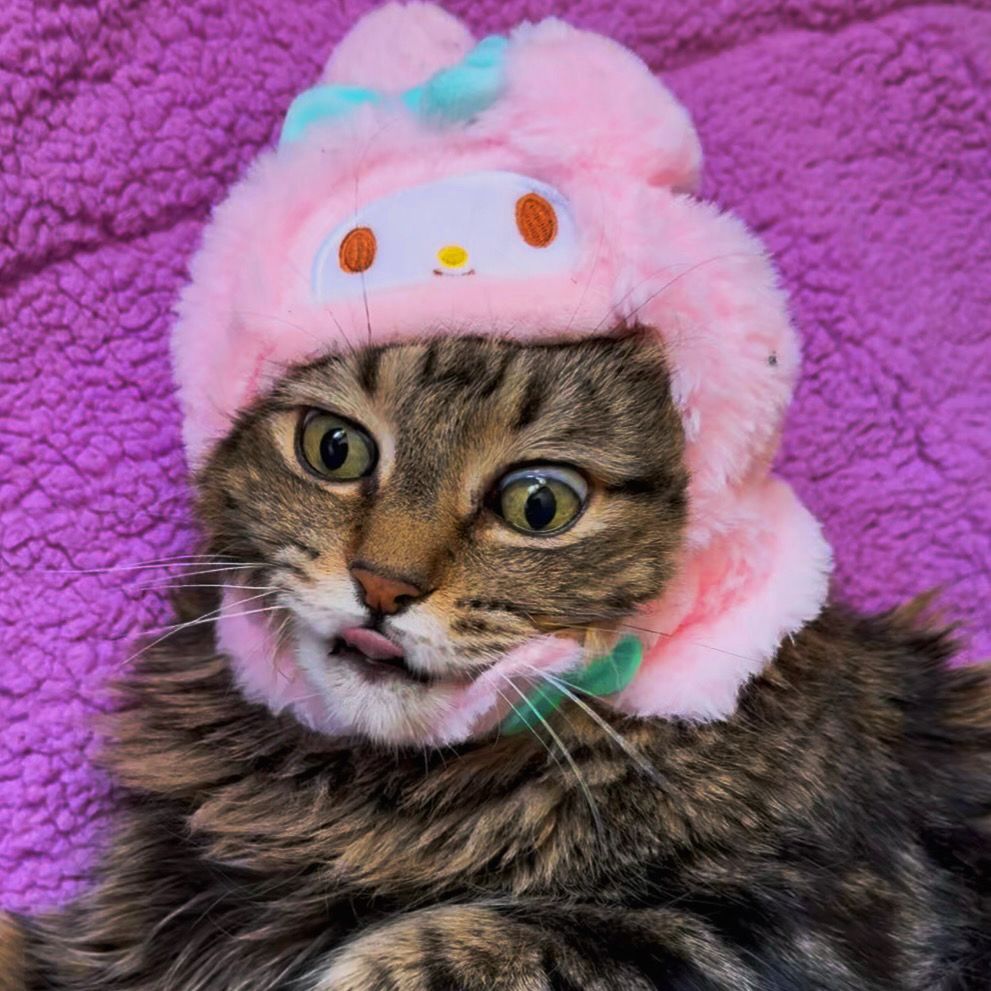 My cat Sage ( a fluffy brown striped tabby maine coon mix ) with a MyMelody sanrio character hat. His eyes are wide and his tongue is out making his face look very silly