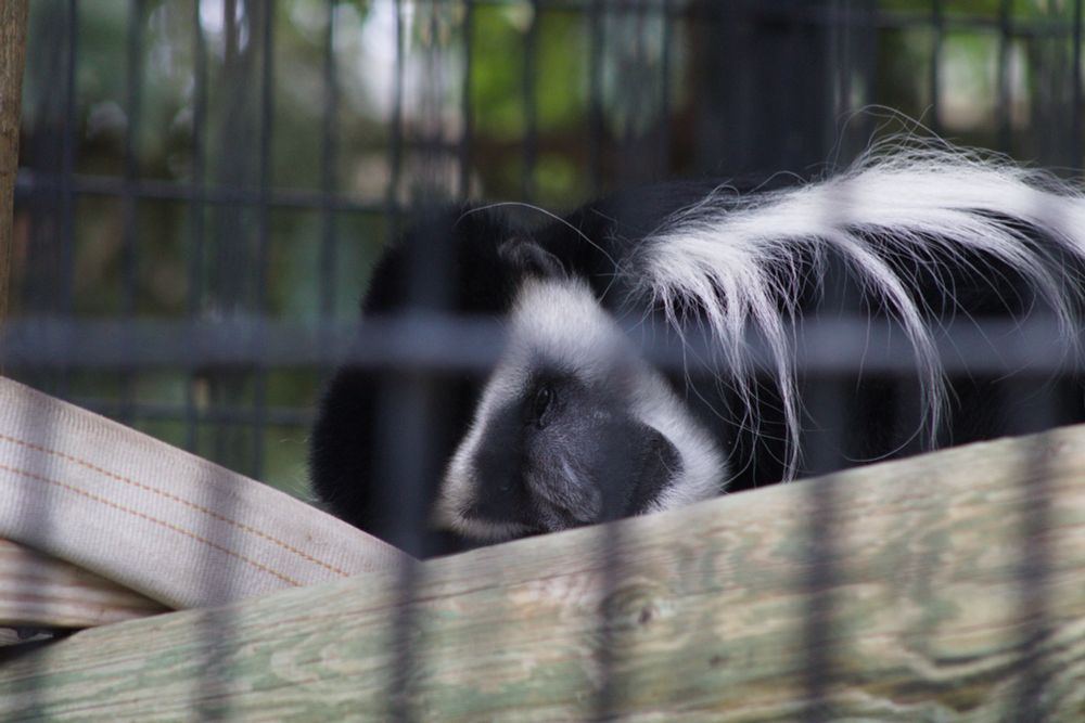 I swear he's only sleeping, not depressed.