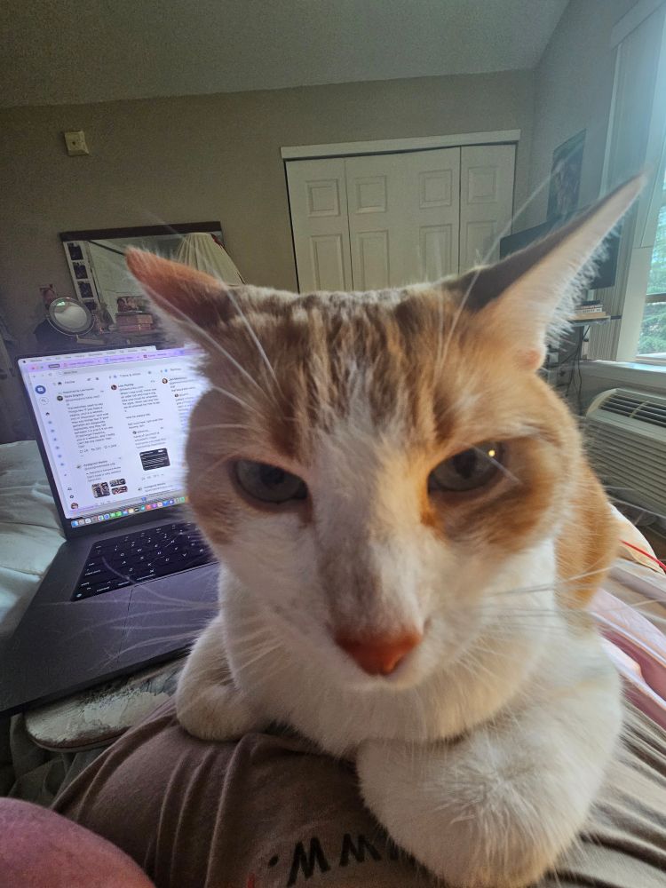 Close up of orange and white cat settled on my chest
