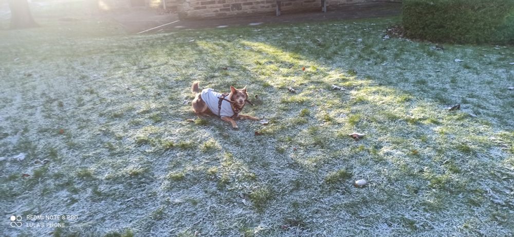 A brown dog wearing a grey hoodie in play pose on grass covered with a dusting of snow